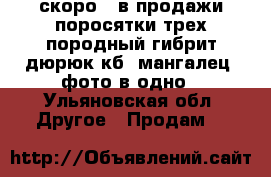 скоро . в продажи поросятки трех породный гибрит дюрюк кб. мангалец  фото в одно - Ульяновская обл. Другое » Продам   